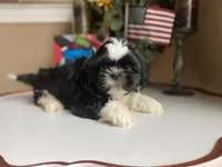 Dallas, a male Shih Tzu for sale in Troy, MI – Photo 1 of 9