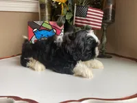 Dallas, a male Shih Tzu for sale in Troy, MI – Photo 6 of 9