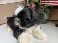 Dallas, a male Shih Tzu for sale in Troy, MI – Photo 7 of 9