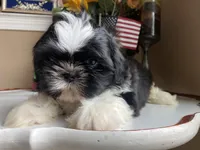 Dallas, a male Shih Tzu for sale in Troy, MI – Photo 5 of 9