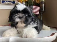 Dallas, a male Shih Tzu for sale in Troy, MI – Photo 4 of 9