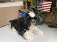 Dallas, a male Shih Tzu for sale in Troy, MI – Photo 3 of 9