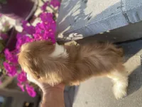 Sweet Bella , a female Shih Tzu for sale in Troy, MI – 3 of 8