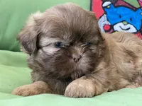 Sasha, a female Shih Tzu for sale in Troy, MI – 2 of 8