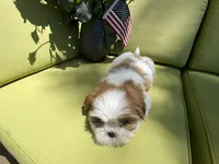 Astro, a male Shih Tzu for sale in Troy, MI – 6 of 9
