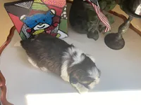 Alfie, a male Shih Tzu for sale in Troy, MI – Photo 6 of 8