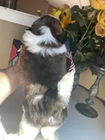 Alfie, a male Shih Tzu for sale in Troy, MI – Photo 8 of 8