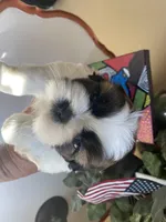 Alfie, a male Shih Tzu for sale in Troy, MI – Photo 4 of 8