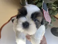 Alfie, a male Shih Tzu for sale in Troy, MI – Photo 1 of 8