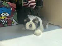 Alfie, a male Shih Tzu for sale in Troy, MI – Photo 2 of 8