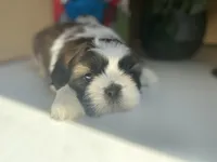 Alfie, a male Shih Tzu for sale in Troy, MI – Photo 5 of 8