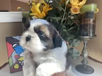 Alfie, a male Shih Tzu for sale in Troy, MI – Photo 7 of 8