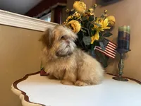 Duke, a male Shih Tzu for sale in Troy, MI – Photo 7 of 9