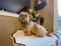 Duke, a male Shih Tzu for sale in Troy, MI – Photo 4 of 9