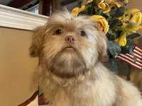 Duke, a male Shih Tzu for sale in Troy, MI – Photo 8 of 9