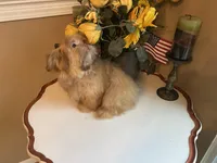 Duke, a male Shih Tzu for sale in Troy, MI – Photo 5 of 9