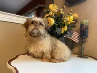 Duke, a male Shih Tzu for sale in Troy, MI – Photo 1 of 9