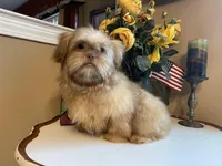 Duke, a male Shih Tzu for sale in Troy, MI – Photo 6 of 9