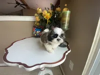 Little Teddy, a male Shih Tzu for sale in Troy, MI – 5 of 10