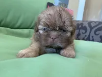 Leo, a male Shih Tzu for sale in Troy, MI – 5 of 7