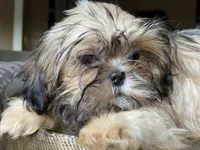 Little Lucky, a male Shih Tzu for sale in Troy, MI – 6 of 10