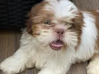 Little Eva, a female Shih Tzu for sale in Troy, MI – 1 of 10