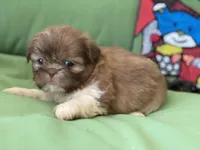 Bella, a female Shih Tzu for sale in Troy, MI – 2 of 10