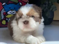 Dexter, a male Shih Tzu for sale in Troy, MI – Photo 1 of 8