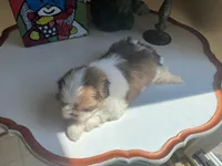 Dexter, a male Shih Tzu for sale in Troy, MI – Photo 7 of 8