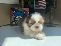 Dexter, a male Shih Tzu for sale in Troy, MI – Photo 3 of 8