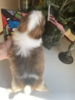 Dexter, a male Shih Tzu for sale in Troy, MI – Photo 8 of 8