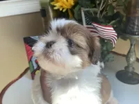 Dexter, a male Shih Tzu for sale in Troy, MI – Photo 2 of 8