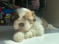 Dexter, a male Shih Tzu for sale in Troy, MI – Photo 6 of 8