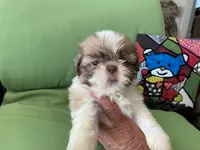 Simba, a male Shih Tzu for sale in Troy, MI – 3 of 7