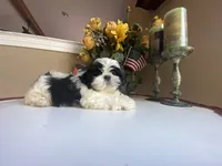 Little Ralp, a male Shih Tzu for sale in Troy, MI – 2 of 10
