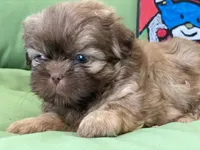 Sasha, a female Shih Tzu for sale in Troy, MI – 7 of 8