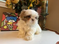 Bella, a female Shih Tzu for sale in Troy, MI – Photo 1 of 7