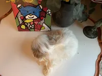 Bella, a female Shih Tzu for sale in Troy, MI – Photo 6 of 7