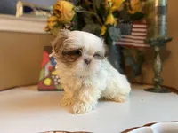 Bella, a female Shih Tzu for sale in Troy, MI – Photo 7 of 7