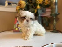 Bella, a female Shih Tzu for sale in Troy, MI – Photo 5 of 7