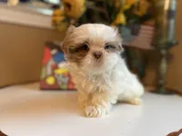 Bella, a female Shih Tzu for sale in Troy, MI – Photo 3 of 7