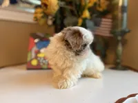 Bella, a female Shih Tzu for sale in Troy, MI – Photo 2 of 7