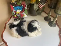 Little Ralp, a male Shih Tzu for sale in Troy, MI – 5 of 10