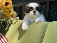 Cupcake, a female Shih Tzu for sale in Troy, MI – 10 of 10
