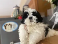 Little Ralp, a male Shih Tzu for sale in Troy, MI – 3 of 10