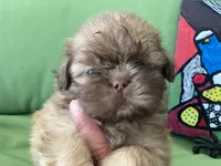 Leo, a male Shih Tzu for sale in Troy, MI – 1 of 7