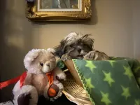 Little Lucky, a male Shih Tzu for sale in Troy, MI – 9 of 10