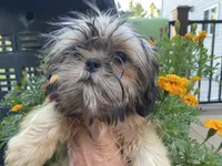 Little Lucky, a male Shih Tzu for sale in Troy, MI – 10 of 10
