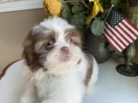 Gucci, a male Shih Tzu for sale in Troy, MI – 1 of 9