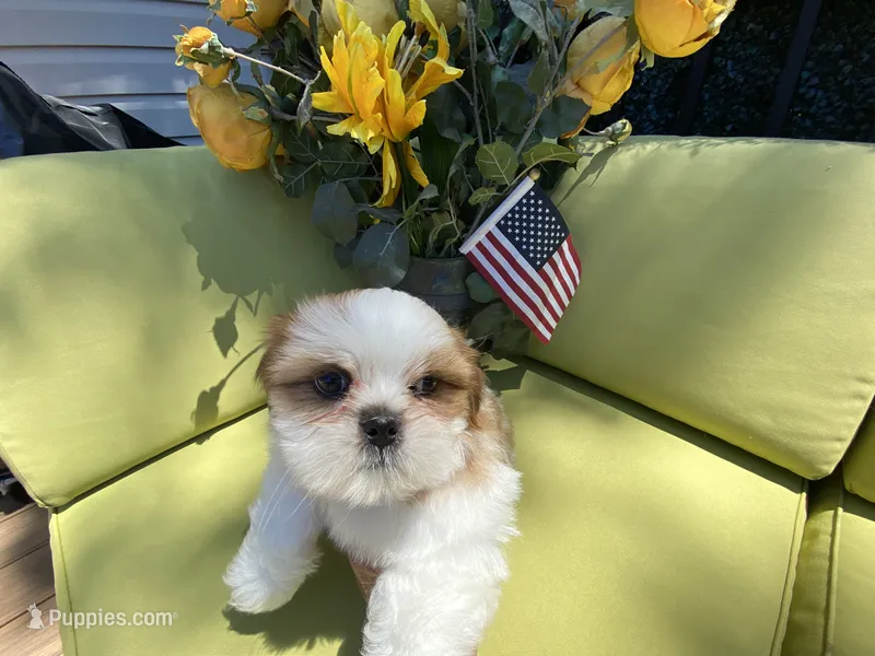 Bruno – Shih Tzu puppy for sale in Troy, MI